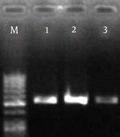 Gene Cell Tissue